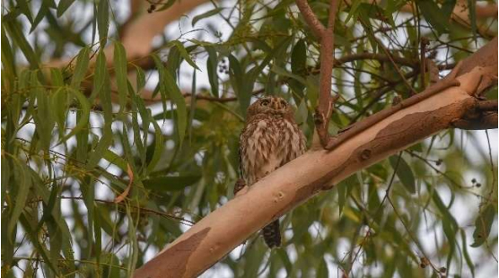 Pearl-spotted Owlet 